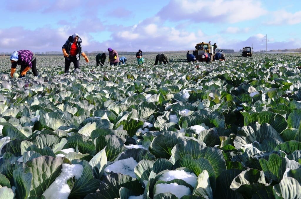Поле капусты. Уборка капусты на поле. Сыктывкарская станция юннатов: уборка капусты. Транспортер для уборки капусты. Уборка капусты на поле.