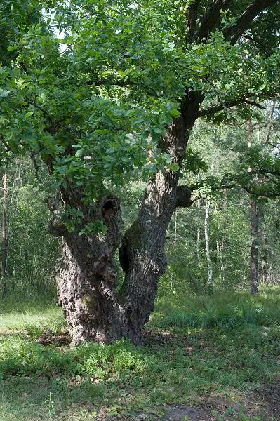 Адзін са старых дубоў у в. Дзяржынск на Гомельшчыне