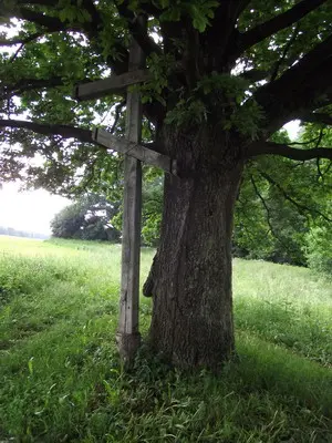 Дуб у весцы Каменка Навагрудскі раён