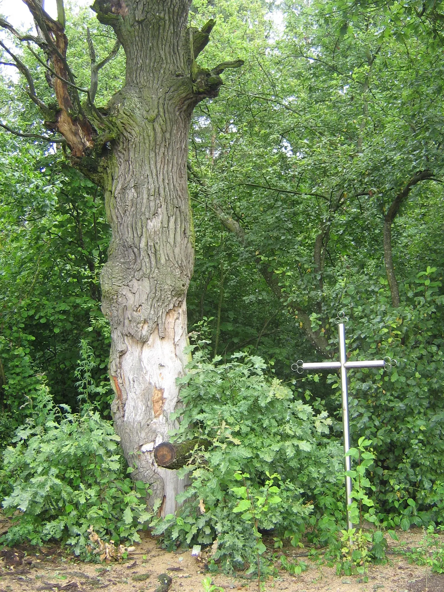 Лекавы дуб паміж вёскамі Гнезна і Касцевічы Гродненскі раён.