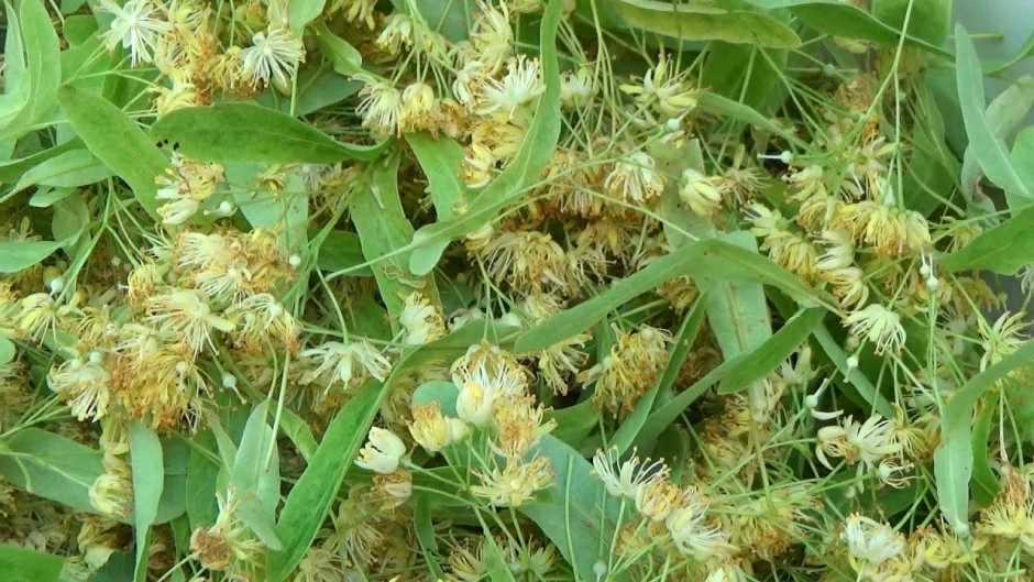 Кветкі ліпы