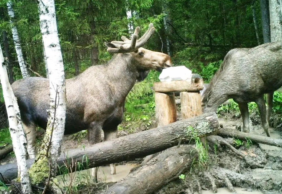 Лось ліжыць саланец.